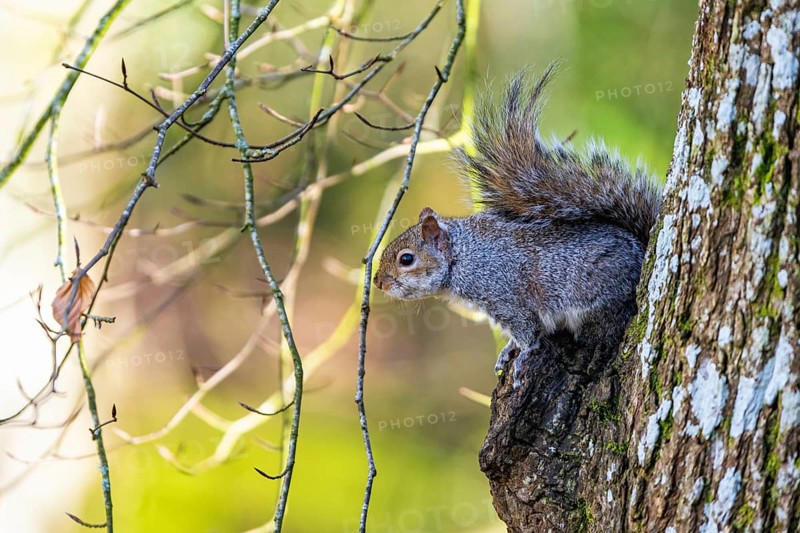 Grey Squirrel, Sciurus carolinensis in a forest
