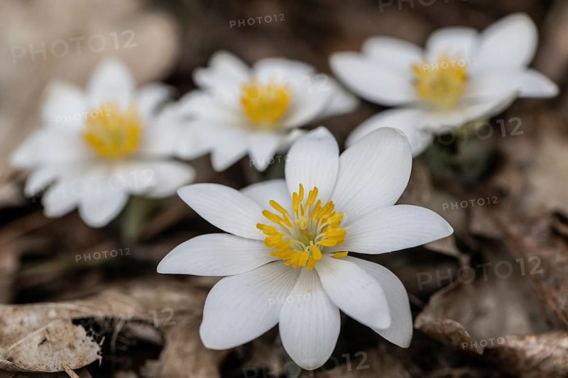 Canadian bloodroot (Sanguinaria canadensis), Emsland, Lower Saxony, Germany, Europe
