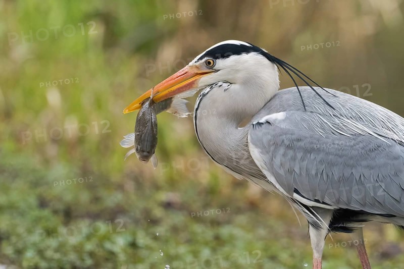 A grey heron (Ardea cinerea) with a caught fish in its beak in front of a natural background, Hesse, Germany, Europe