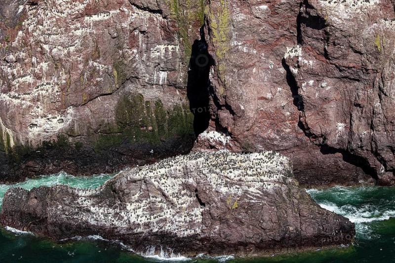 Guillemot (Uria aalge), large colony on a rock off the coast, St Abb's Head, Berwickshire, Scotland, Great Britain
