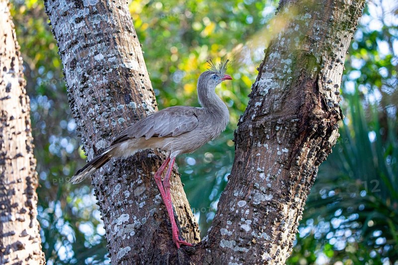 Red-footed seriema (Cariama cristata) Pantanal Brazil