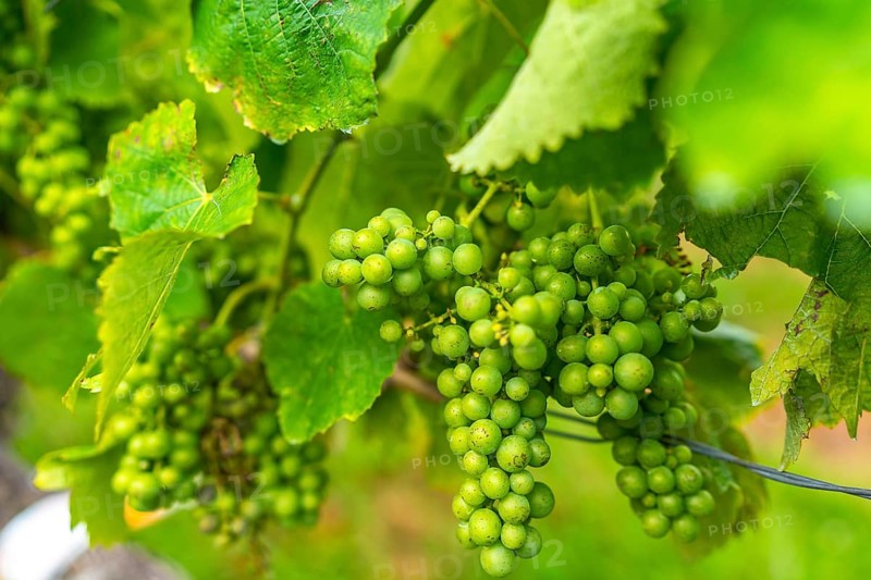 Vibrant clusters of green grapes hang amidst lush leaves, showcasing the bounty of a vineyard during the growing season