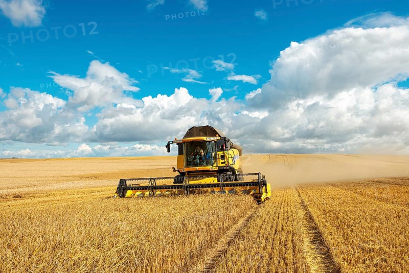 Combine harvester harvesting barley, endless cornfield, blue sky with cumulus clouds, Saalekreis, Saxony-Anhalt, Germany, Europe