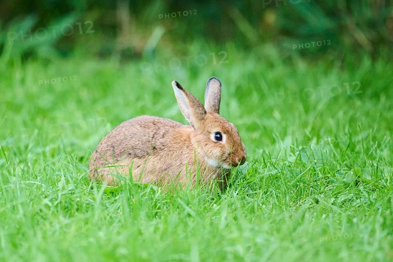 Domesticated rabbit (Oryctolagus cuniculus domesticus) on a meadow, Franconia, Bavaria, Germany, Europe