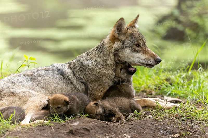 Wolf mother sitting in the grass with her pups, a pup cuddles up to her neck, European grey gray wolf (Canis lupus)