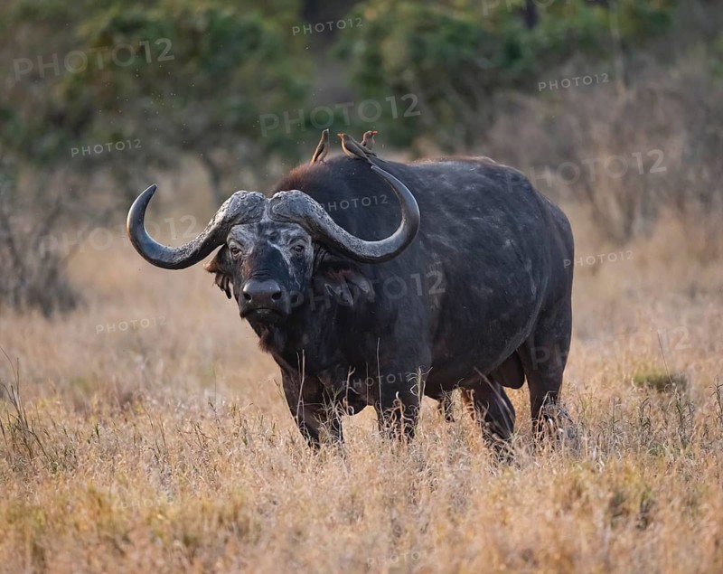 African buffalo (Syncerus caffer caffer) with red-billed oxpecker (Buphagus erythrorynchus), adult male, in dry grass, in the evening light, Kruger National Park, South Africa, Africa