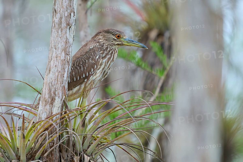 Night heron (Nycticorax nycticorax), young bird on Bromelia, spring, Everglades National Park, Florida, USA, North America