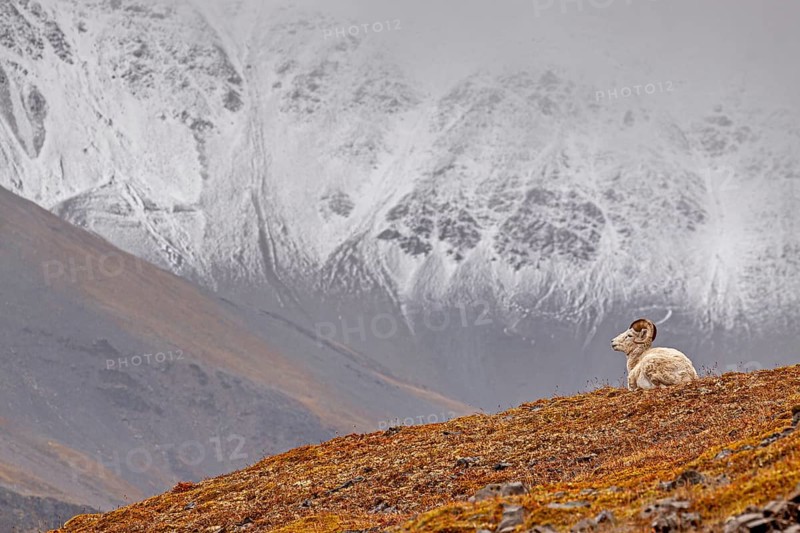Dall sheep, Alaska snow sheep, Ovis dalli, lying in front of snow-covered mountains, Brooks Range, Alaska, USA, North America