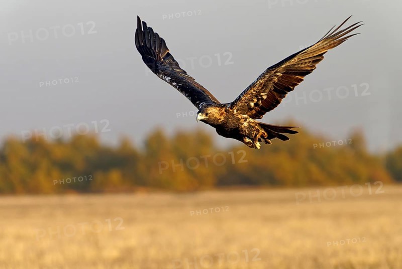 Subadult Spanish imperial eagle (Aquila adalberti) taking off at first morning light, Castilla-La Mancha, Spain, Europe