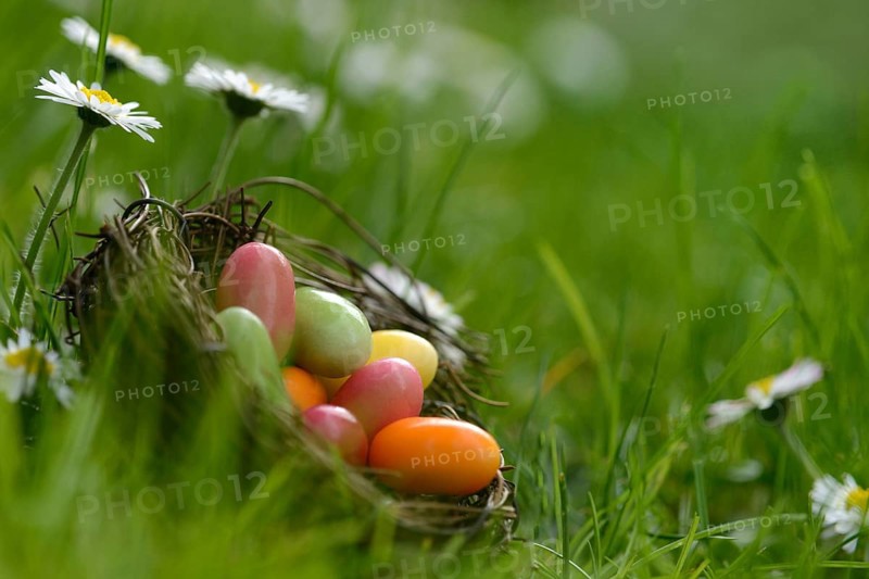Sugar eggs in an Easter nest in the meadow with daisies