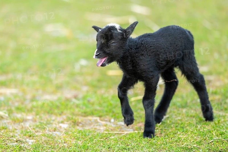 Domestic sheep (Ovis orientalis aries), lamb, with black fur standing on a meadow, Bavaria, Germany, Europe