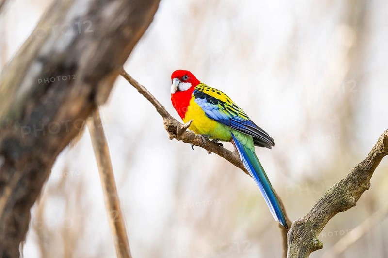 Eastern rosella (Platycercus eximius) sitting on a branch, Bavaria, Germany, Europe