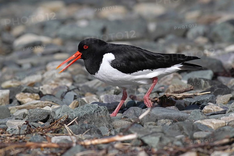Oystercatcher (Haematopus ostralegus) calling on the riverbank, Lapland, Norway, Scandinavia, Lapland, Norway, Europe