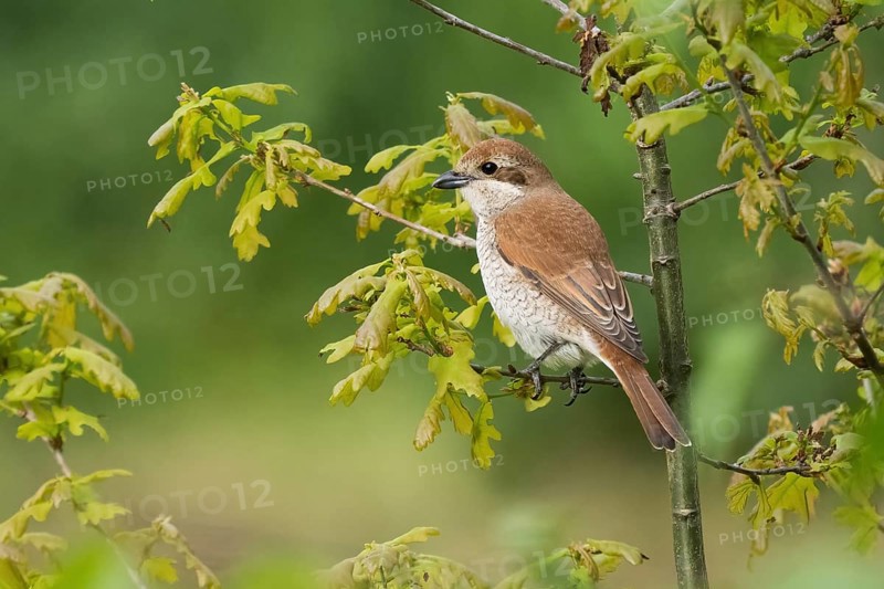A Red-backed shrike (Lanius collurio), female animal, sitting on the twig of a young Oak tree with fresh green leaves, Hesse, Germany, Europe