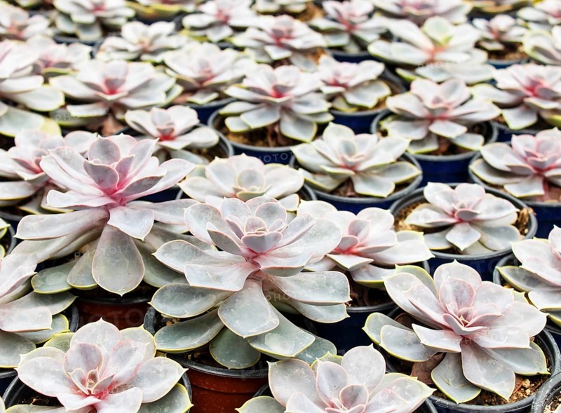 Beautiful succulent plant in greenhouse. Closeup, floral patterns, selective focus