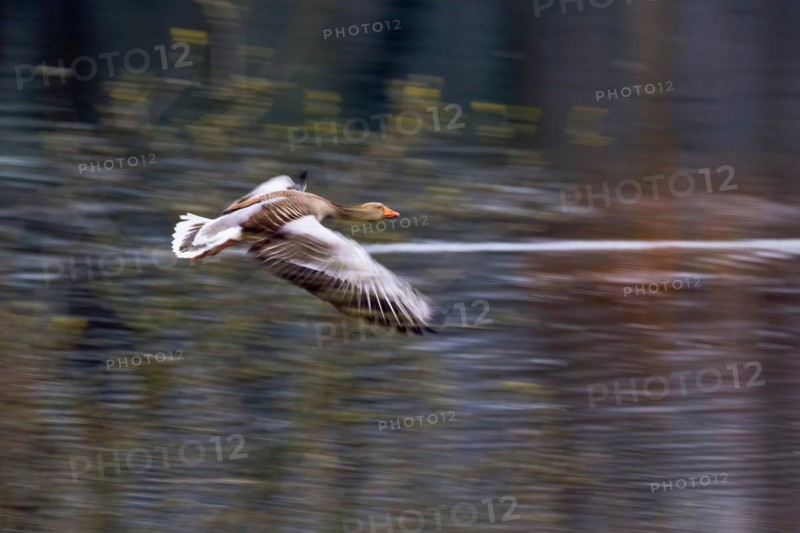 Greylag goose (Anser anser) In flight with slight motion blur against a blurred background, Hesse, Germany, Europe