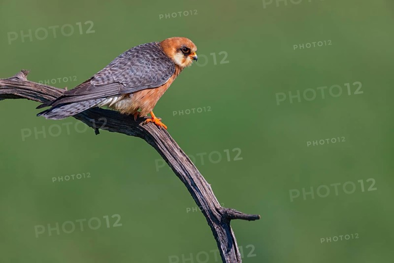 Red-footed Falcon, (Falco vespertinu), perching station, falcon family, Tower Hide, Tiszaalpár, Kiskunsági National Park, Bács-Kiskun, Hungary, Europe