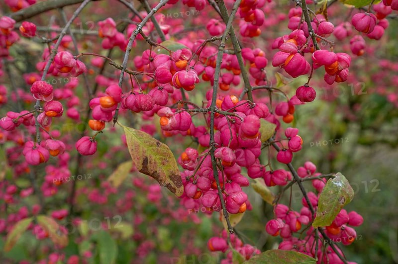 Blossoms of the common spindle bush (Euonymus europaeu) s, Bavaria, Germany, Europe