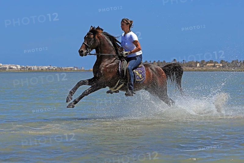 Riding holiday, Djerba, Tunisia, swimming with horses, riding, sea, Africa