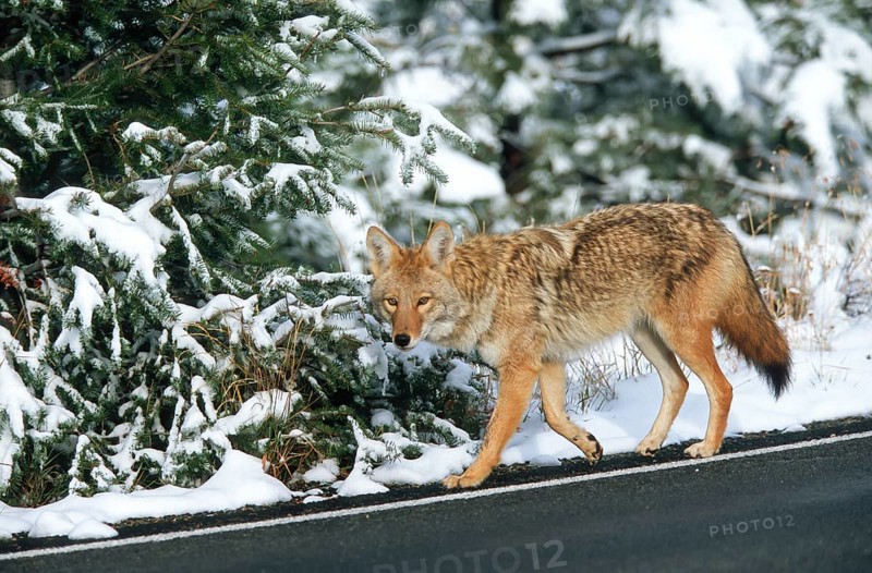 Coyote. Canis latrans. Coyote walking along a road in winter. Rocky Mountains national park. Colorado state. USA