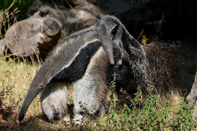 Giant Anteater (Myrmecophaga tridactyla), with young, captive, Germany, Europe