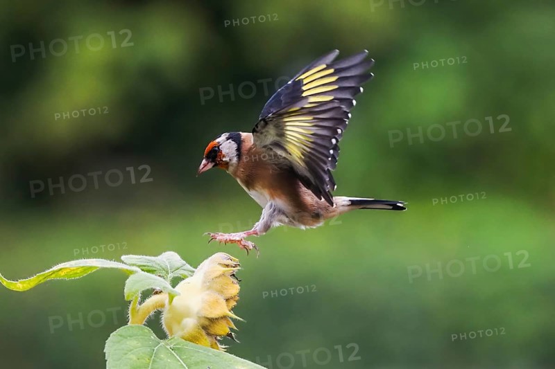 Goldfinch (Carduelis carduelis) approaching a yellow flower, sunflower, with outspread wings, Hesse, Germany, Europe