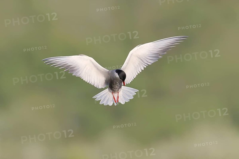 White-bearded Tern (Chlidonias hybrida) in flight over wetlands, migratory bird that breeds on inland lakes, swamps and rivers in Europe, wildlife, Ziggsee, Lake Neusiedl-Seewinkel National Park, Burgenland, Austria, Europe