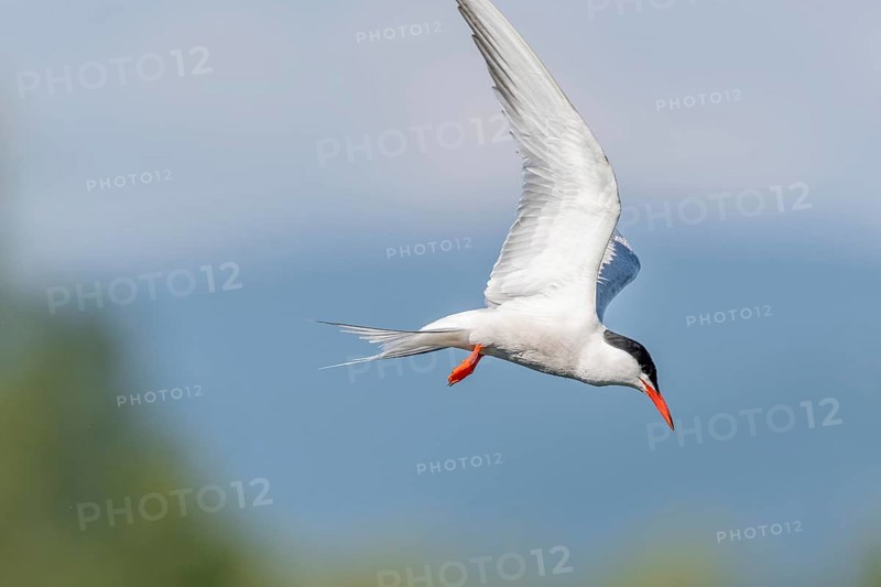 Common tern (Sterna hirundo) hovering over a marsh. Bas Rhin, Alsace, France, Europe