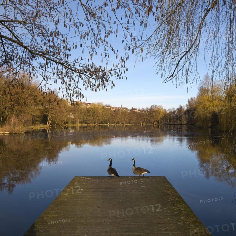 Lake in the spa gardens with Canada geese (Branta canadensis), Bad Wünnenberg, East Westphalia-Lippe, North Rhine-Westphalia, Germany, Europe