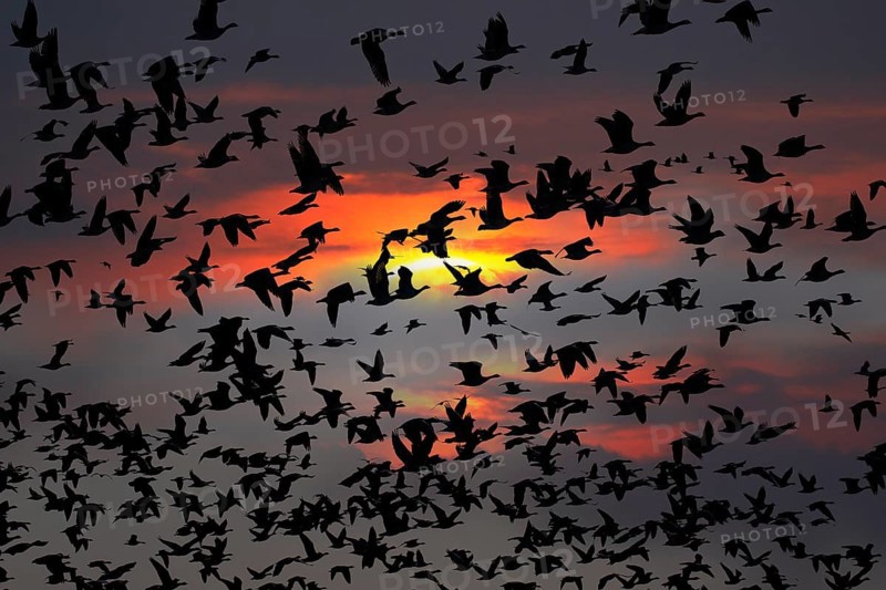 Barnacle geese, barnacle geese (Branta leucopsis), flock flying in the sky at sunset, Schleswig-Holstein, Germany, Europe