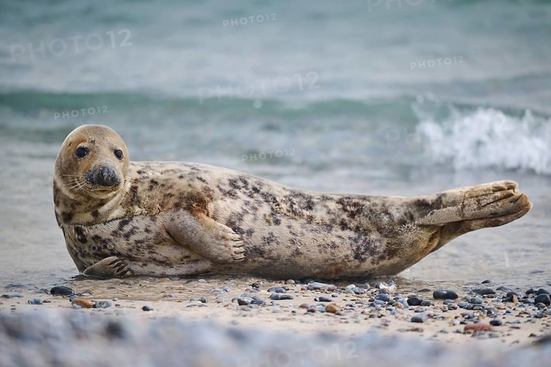 Grey seal (Halichoerus grypus) on the beach on the edge of the water with the sea in the background, Düne, Helgoland, Schleswig-Holstein, Germany, Europe