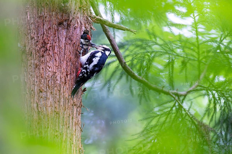 Great spotted woodpecker (Dendrocopos major), female feeds almost fledged young bird in the entrance hole of the breeding cavity, Bad Homburg, Hesse, Germany, Europe