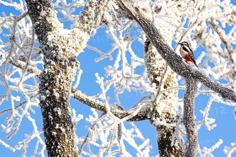 Great spotted woodpecker (Dendrocopos major), female hopping on a branch covered with hoarfrost, Schmitten, Hesse, Germany, Europe