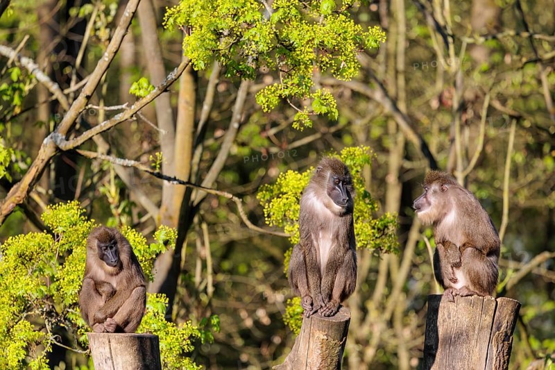 Three Drills (Mandrillus leucophaeus) sit high up on the three stumps of a cut tree and enjoy the early sunlight. A green forest can be seen in the background