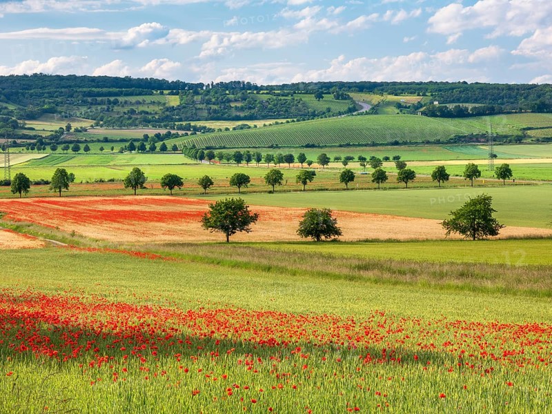 Typical landscape, fields with poppies, vineyards and tree avenues under a blue sky with clouds, Freyburg (Unstrut), Burgenlandkreis, Saxony-Anhalt, Germany, Europe
