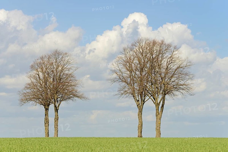 Row of trees, bare lime trees (Tilia) on a green grain field, blue cloudy sky, North Rhine-Westphalia, Germany, Europe