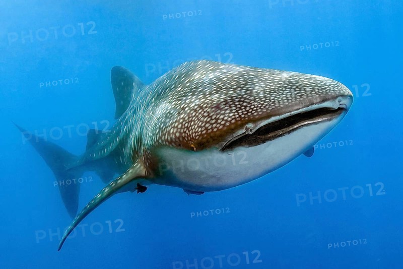 Underwater photo of great whale shark (Rhincodon typus) harmless plankton eater swimming through open water blue sea, Pacific Ocean, Philippines, Asia