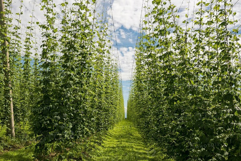 Village and hop gardens, hop growing, hop plantation, Neukirch, near Tettnang, behind the Swiss Alps, Upper Swabia, Lake Constance, Baden-Württemberg, Germany, Europe