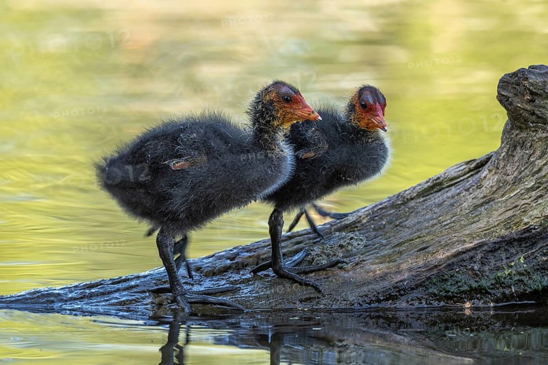 Eurasian burbot (Fulica atra) chicks on a trunk in the water. Bas Rhin, Alsace, France, Europe