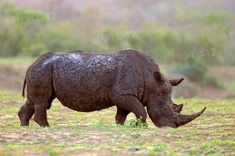 White rhino, white rhino (Ceratotherium simum), adult feeding, Hluhluwe Umfolozi National Park, Hluhluwe iMfolozi National Park, KwaZulu Natal, South Africa, Africa