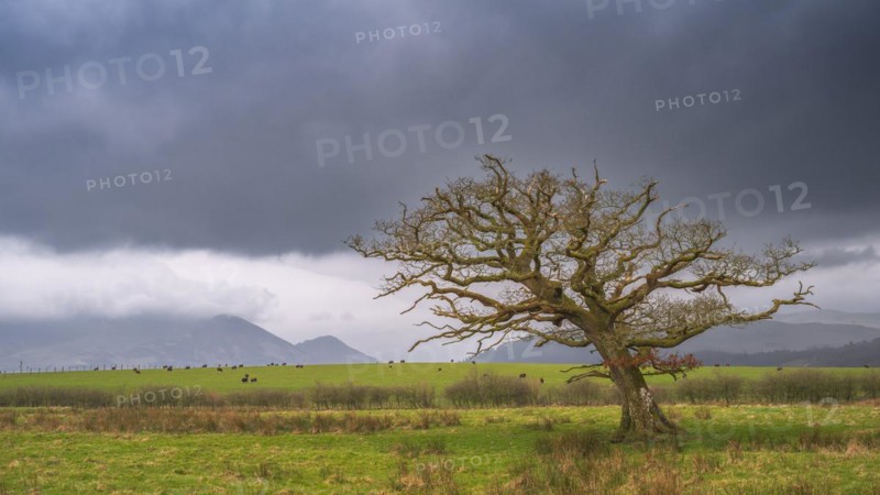 Single windswept tree without leaves is seen in a meadow with grazing cows and mountains in the background covered with light clouds, dark clouds, landscape, landscape photo, light mood, Lake District, England, Great Britain