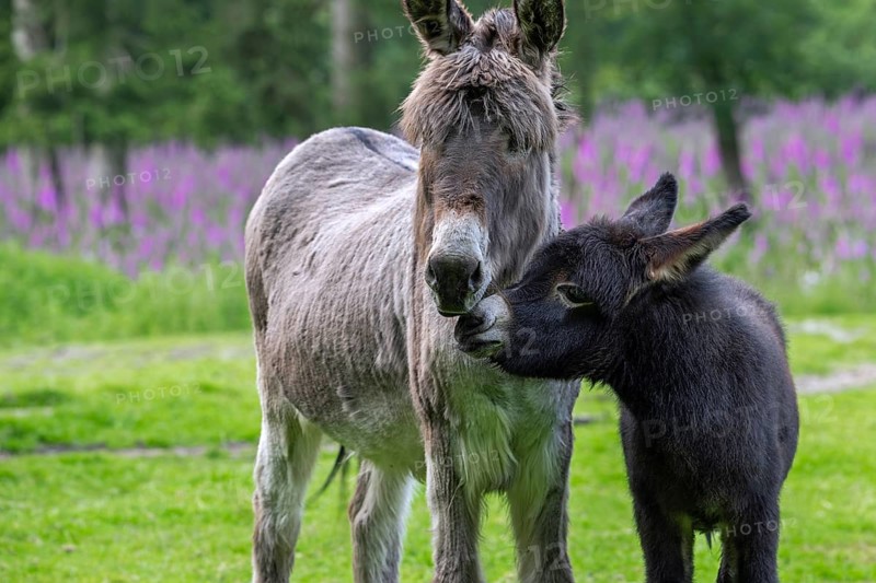 Miniature donkey with black foal, close-up portrait in meadow with flowers in spring, Mediterranean donkey breed originally from Sardinia and Sicily