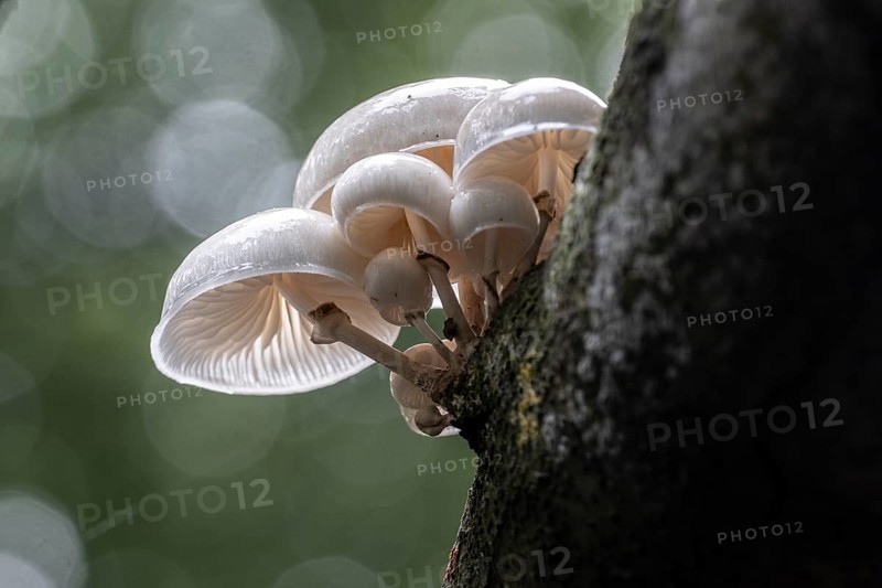 Ringed beech slime beetle (Oudemansiella mucida), Emsland, Lower Saxony, Germany, Europe