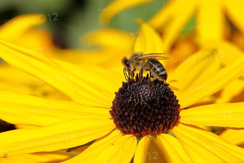 European honey bee (Apis mellifera), collecting nectar from a yellow coneflower (Echinacea paradoxa), Wilnsdorf, North Rhine-Westphalia, Germany, Europe