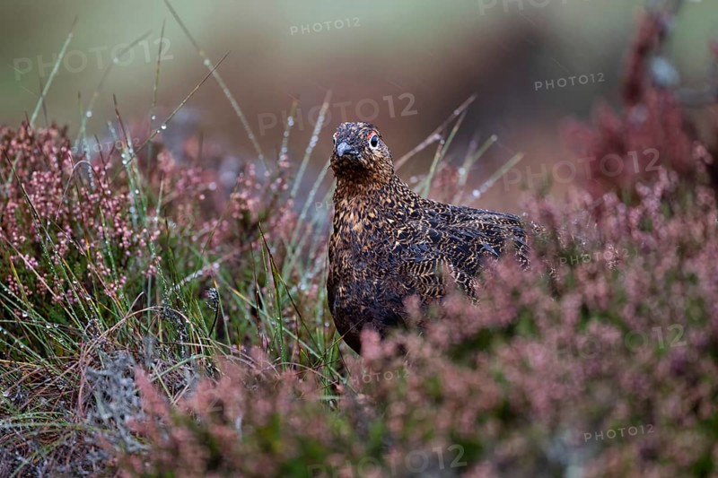 Red Grouse (Lagopus lagopus scotica) in the Highlands, Scotland, Great Britain