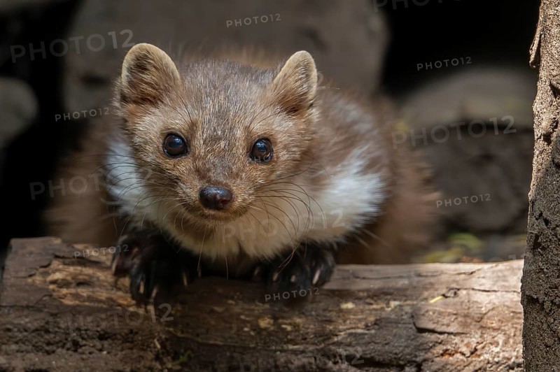 Close-up of beech marten, stone marten (Martes foina) resting in wood pile, woodpile