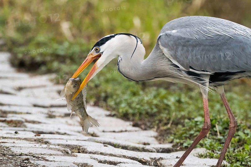 A grey heron (Ardea cinerea) posing with a caught fish in its beak on a stony path, Hesse, Germany, Europe