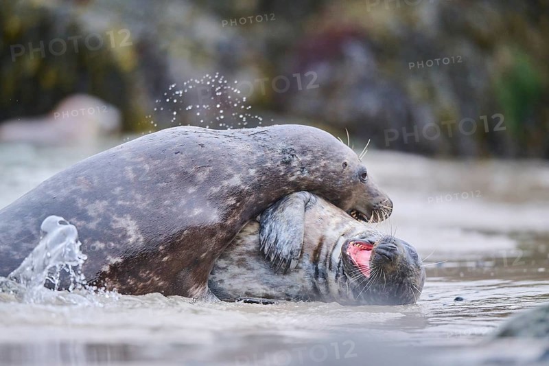 Grey seal (Halichoerus grypus) playing with each other in the water, sea, Düne, Helgoland, Schleswig-Holstein, Germany, Europe