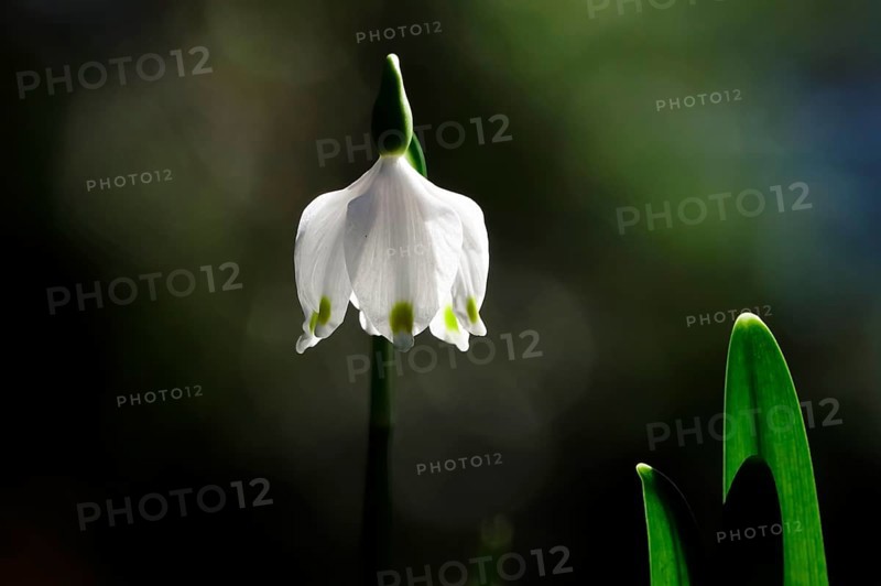 Beautiful blossom of the marchberry (Leucojum vernum), macro photography, March, Germany, Europe