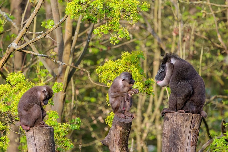 Three Drills (Mandrillus leucophaeus), a male and two females, sit high up on the three stumps of a cut tree and enjoy the early sunlight. A green forest can be seen in the background